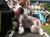 Китайская хохлатая голая.