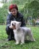 Китайская хохлатая пуховая.