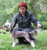 Китайская хохлатая собака.