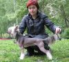 Китайская хохлатая собака.